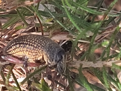 Catasarcus asphaltinus