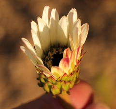 Gerbera linnaei