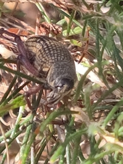 Catasarcus asphaltinus