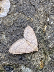 Idiotephria debilitata