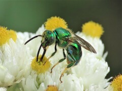 Augochloropsis viridula