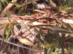 Catasarcus asphaltinus