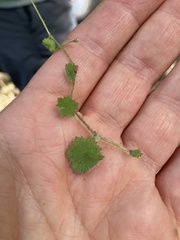 Hydrocotyle moschata