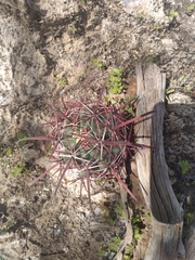 Ferocactus peninsulae