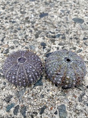 Heliocidaris crassispina
