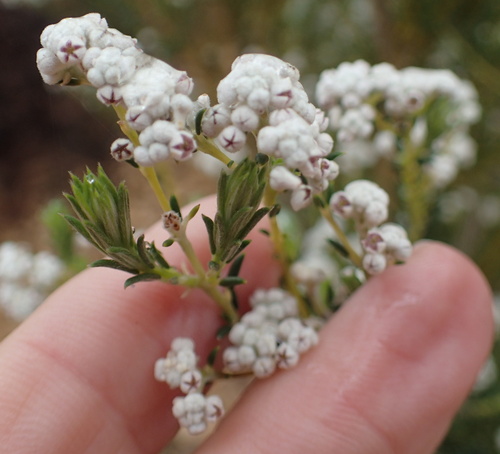 Phylica cryptandroides (Phylica cryptandroides)