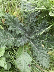 Carduus crispus