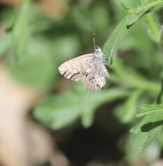 Theclinesthes serpentata