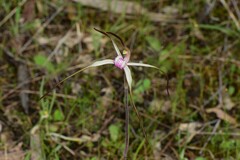 Caladenia versicolor