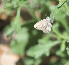 Theclinesthes serpentata