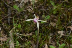 Caladenia versicolor