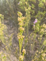 Passerina corymbosa