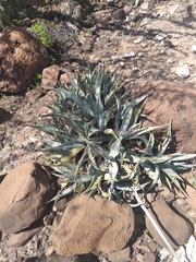 Agave sobria