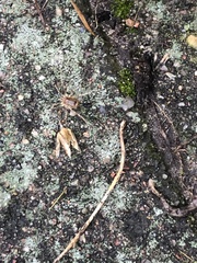 Odiellus spinosus