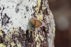 Theclinesthes miskini