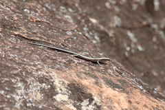 Cryptoblepharus pulcher