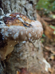 Fomitopsidaceae