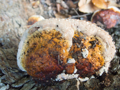 Fomitopsidaceae