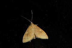 Mnesictena flavidalis