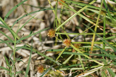 Cyperus brevifolioides