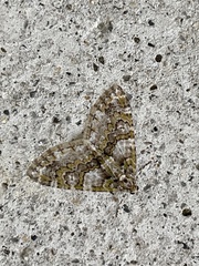 Esakiopteryx volitans