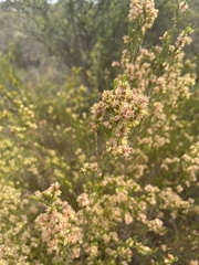 Passerina corymbosa