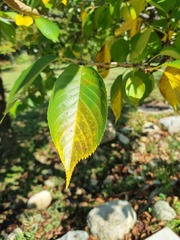 Prunus serrulata