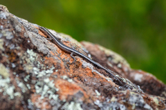 Cryptoblepharus pulcher