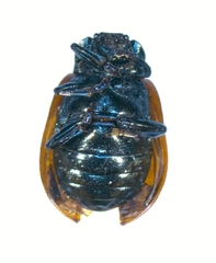 Chrysomela