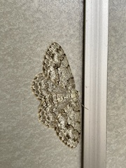 Ectropis crepuscularia