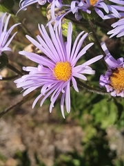 Olearia rudis