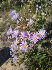 Olearia rudis