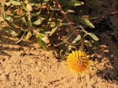 Leucospermum prostratum