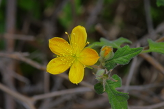 Mentzelia oligosperma