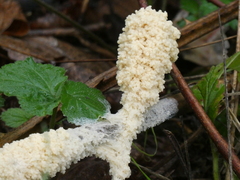 Didymium mucilago