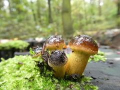 Armillaria gallica