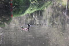 Anas platyrhynchos × Cairina moschata