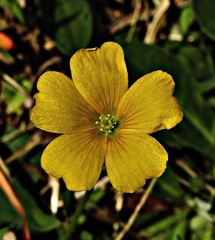 Oxalis stricta