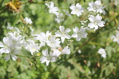 Malva weinmanniana