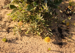 Leucospermum prostratum