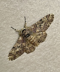 Biston robustum robustum