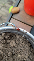 Forficula auricularia