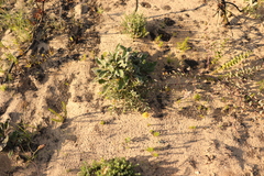 Leucospermum prostratum