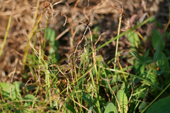 Cyperus brevifolioides