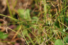 Cyperus brevifolioides