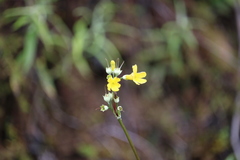 Primula smithiana