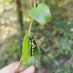 Choaspes hemixanthus