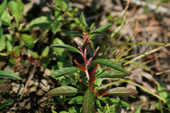 Ludwigia epilobioides