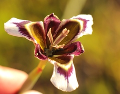 Moraea lurida