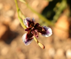 Moraea lurida